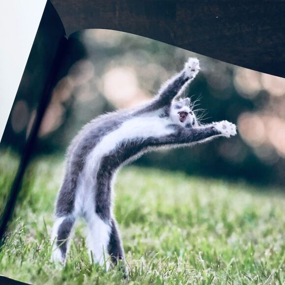 Pounce Cats & Kittens Funny Cute Photo Book - Picture 5 of 6